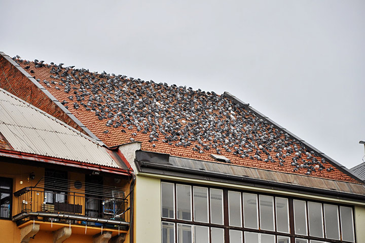 A2B Pest Control are able to install spikes to deter birds from roofs in Tavistock. 