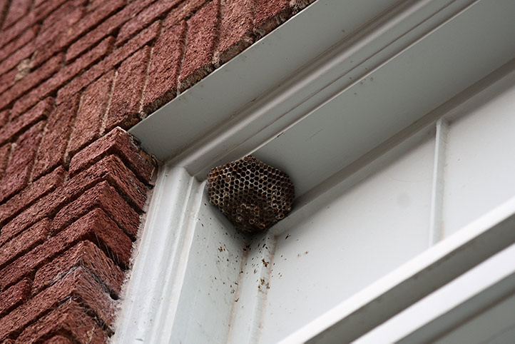 We provide a wasp nest removal service for domestic and commercial properties in Tavistock.